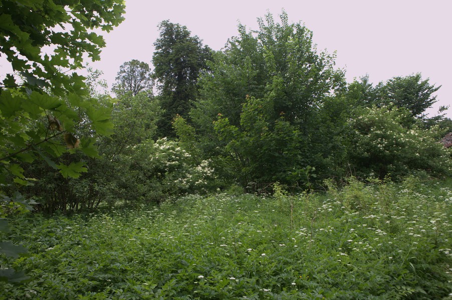 zdjecie